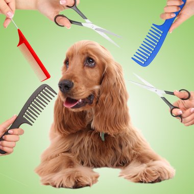Cocker Spaniel, kuaförde köpek tımarlıyor.