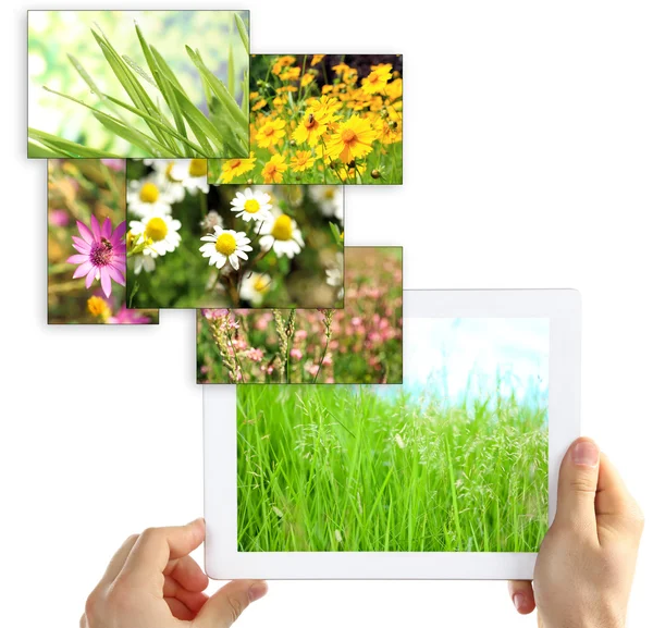 Tablet PC em mãos e imagens de objetos da natureza isolados em branco — Fotografia de Stock