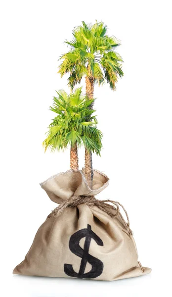 Palm rosnących w worku ze znakiem dolara — Zdjęcie stockowe
