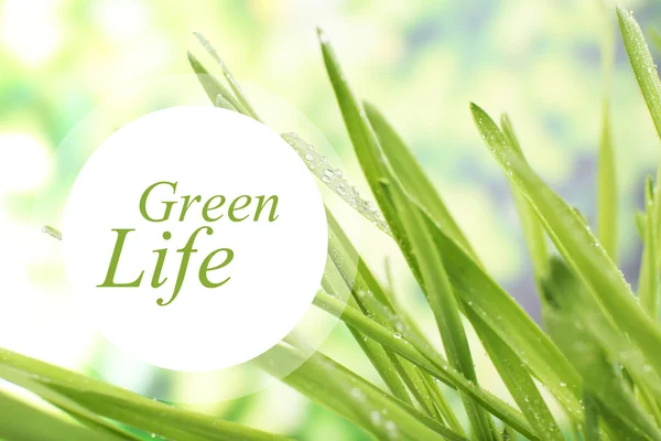 Hierba fresca con gotas de rocío, concepto Vida Verde —  Fotos de Stock