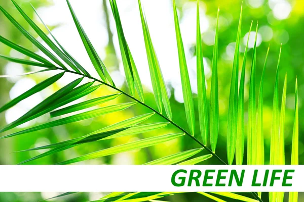 Palmenblätter aus nächster Nähe, grünes Lebenskonzept — Stockfoto