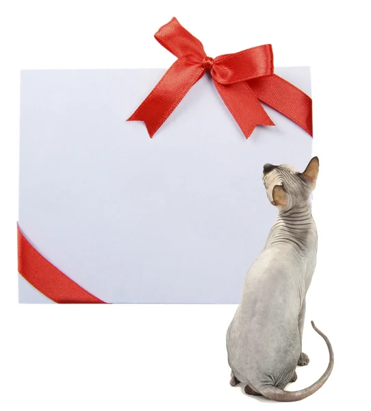 Belo gato esfinge cinza com cartão vazio isolado no branco — Fotografia de Stock