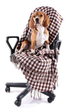 Beyaz izole ekose sandalyeyle Beagle köpek