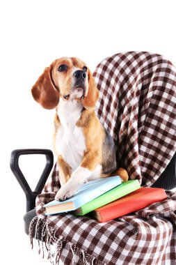 Beyaz izole ekose sandalyeyle Beagle köpek