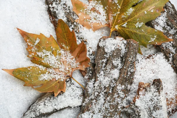 雪の中で秋の紅葉の木の樹皮の山 — ストック写真