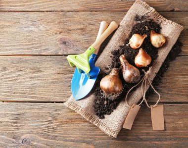 Çiçek soğanı ve toprak üzerinde çul peçete