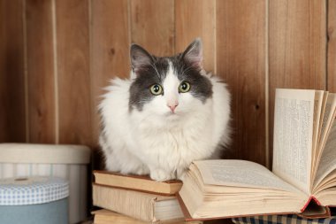 Şirin kedi kitaplar üzerinde oturan