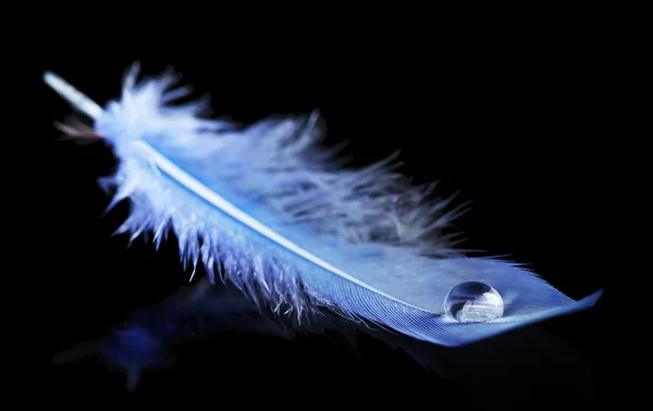 Hermosa pluma con gota de agua — Foto de Stock