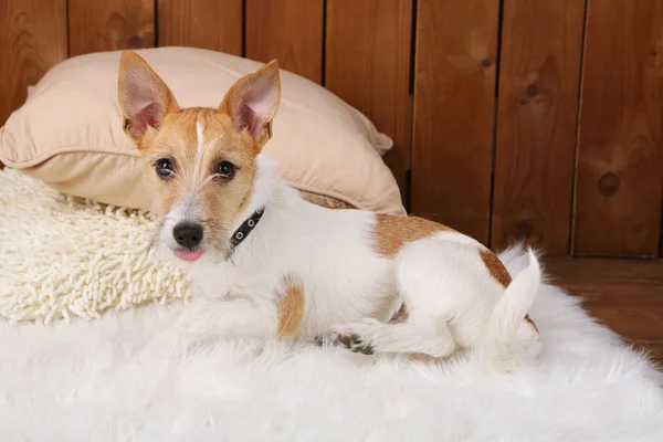 Забавный собачка Джек Рассел терьер на ковре дома — стоковое фото