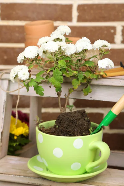 Flowers in pot on stepladder, potting soil, watering can and plants on bricks background. Planting flowers concept