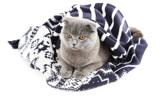 Britische Katze in Plaid gewickelt isoliert auf weiß — Stockfoto