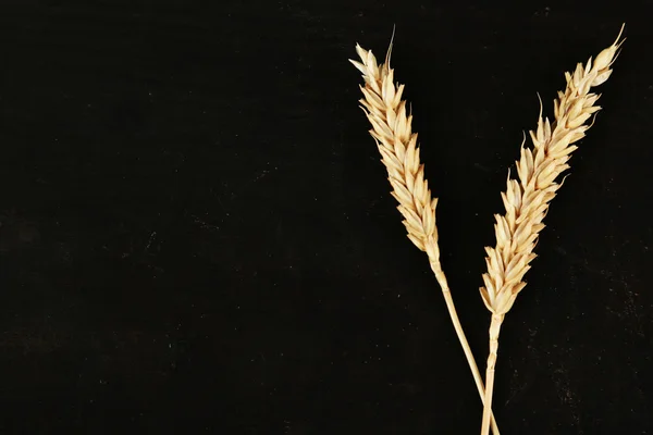 Spikelets of wheat on black wooden background — Stock Photo, Image