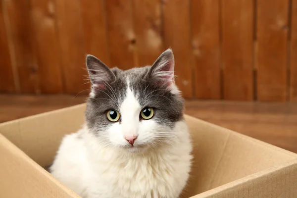Милий кіт сидить у картонній коробці — стокове фото