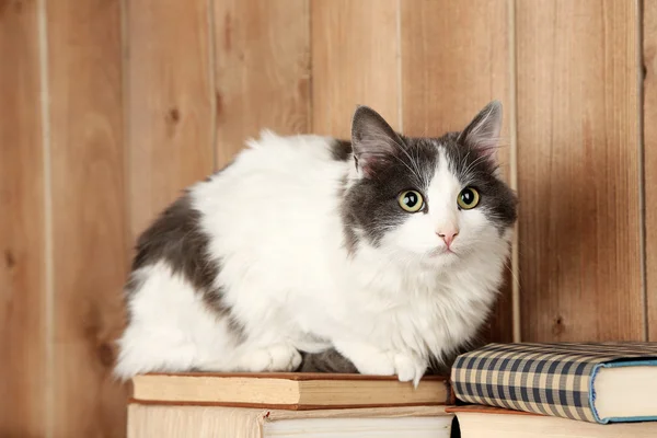 Niedliche Katze sitzt auf Büchern — Stockfoto