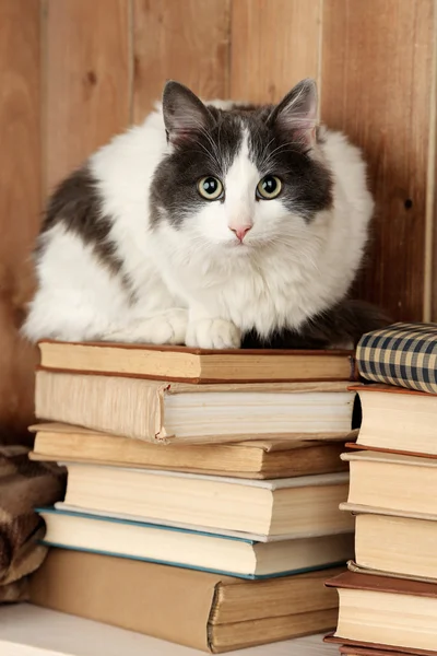 Cute cat sitting on books — Stock Photo, Image