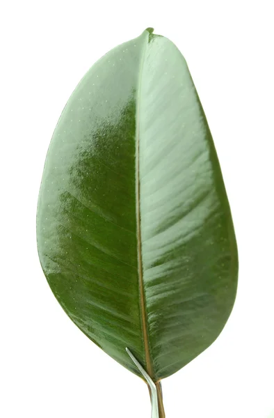 Ficus or rubber plant — Stock Photo, Image