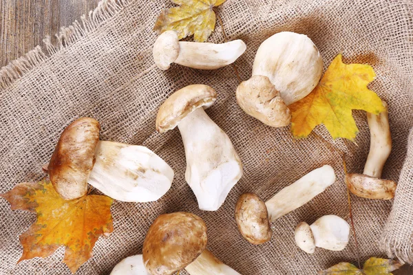 Vild svamp och hösten lämnar på sparka bakgrund — Stockfoto