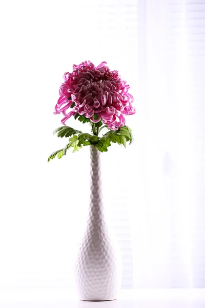 Beautiful flower in vase with light from window — Stock Photo, Image