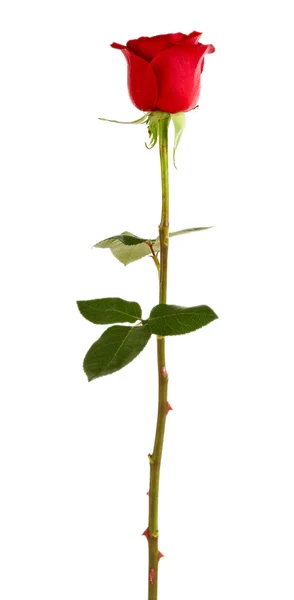 Gyönyörű vörös rózsa elszigetelt fehér — Stock Fotó