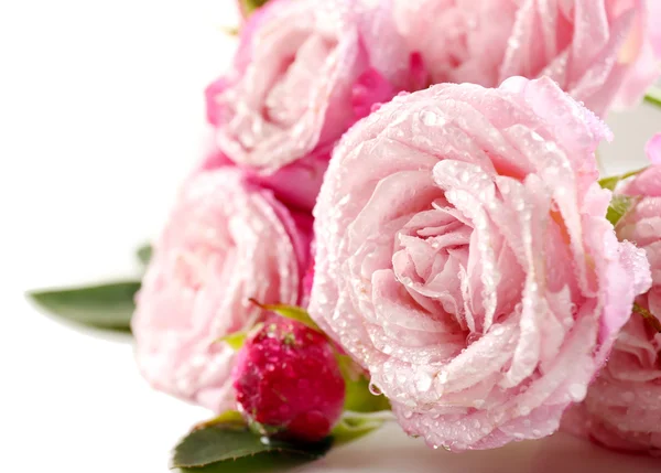 Beautiful pink roses isolated on white — Stock Photo, Image
