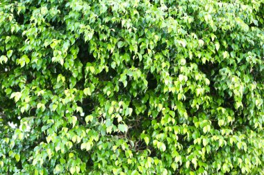 Güzel yeşil çalı yakın çekim