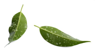 Green leafs isolated on white