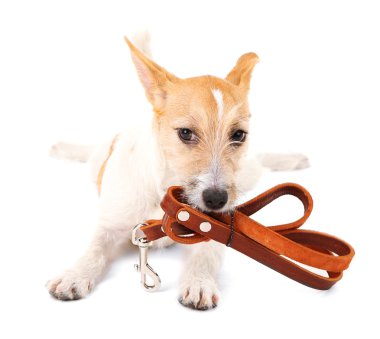 Beyaz köpek Jack Russell teriyeri, deri tasmalı, izole edilmiş