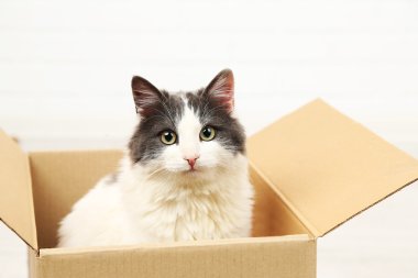 Şirin kedi karton kutunun içinde oturan