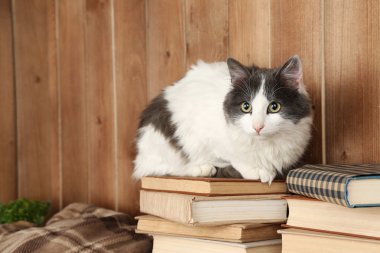 oturma sevimli kedi