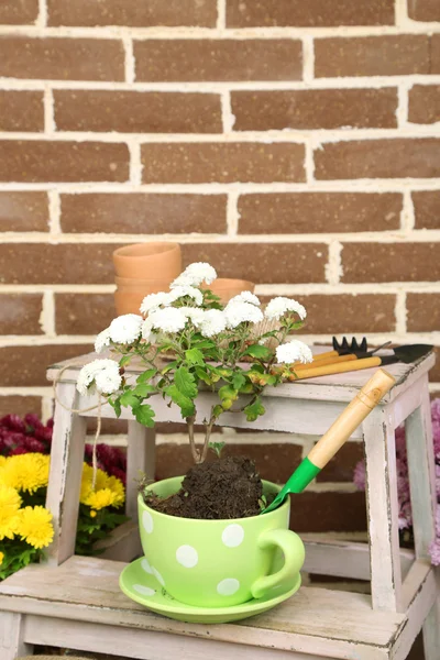 Λουλούδια σε κατσαρόλα για stepladder, potting χώμα, το πότισμα μπορεί και φυτά σε φόντο τούβλα. Φύτευση λουλουδιών έννοια — Φωτογραφία Αρχείου