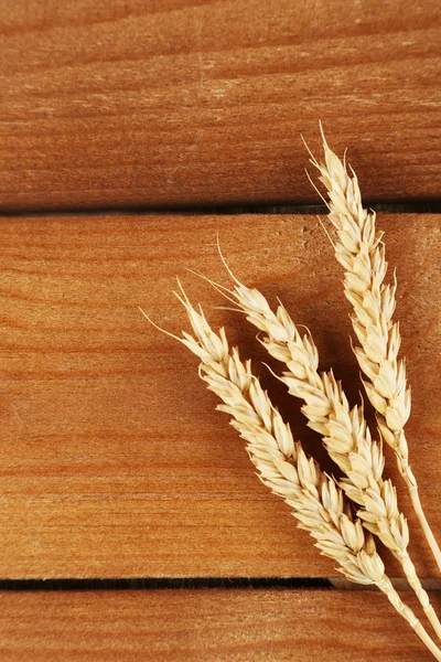 Spikelets of wheat — Stock Photo, Image