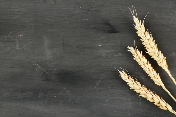 Spikelets of wheat — Stock Photo, Image