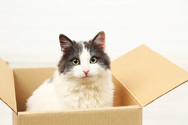 Lindo gato sentado en caja de cartón — Foto de Stock