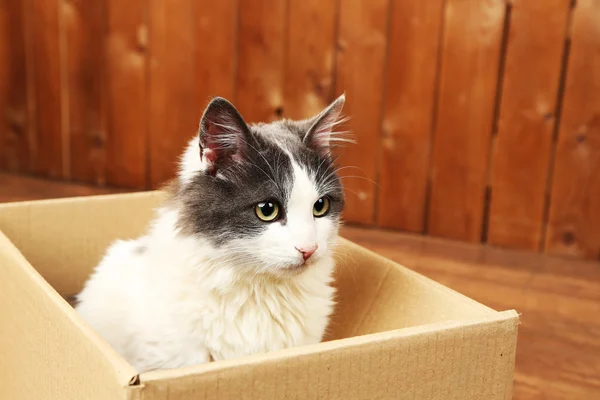 Lindo gato sentado en caja de cartón — Foto de Stock