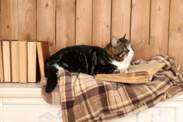 Lindo gato acostado con libro sobre cuadros —  Fotos de Stock