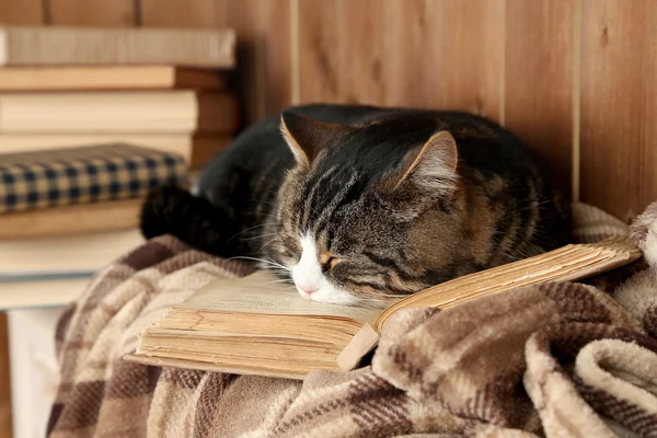 Kitap ile yalan kedi — Stok fotoğraf