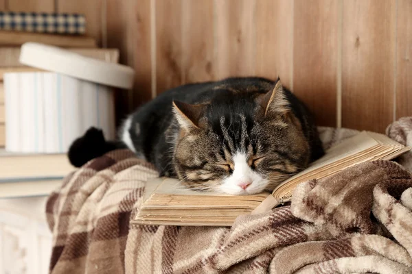 Katze liegend mit Buch — Stockfoto