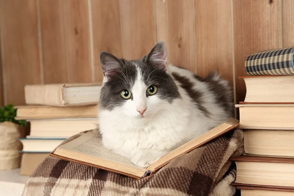 Katze liegend mit Buch — Stockfoto