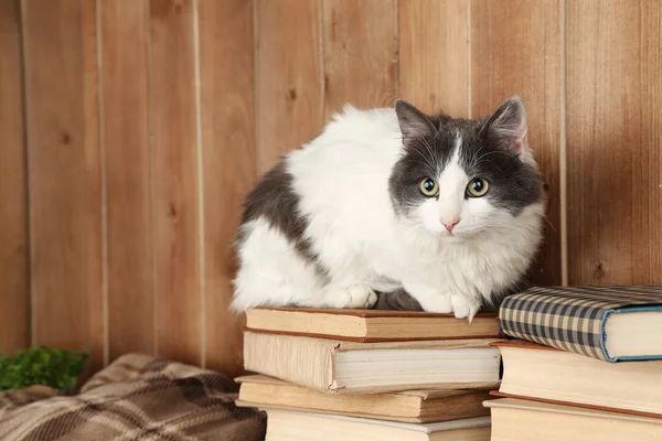 Cute cat sitting — Stock Photo, Image