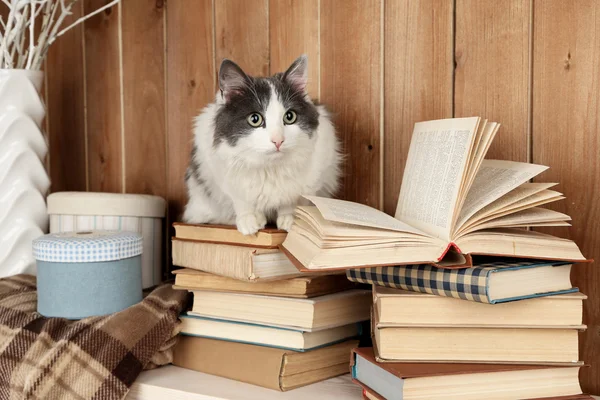 Bonito gato sentado — Fotografia de Stock