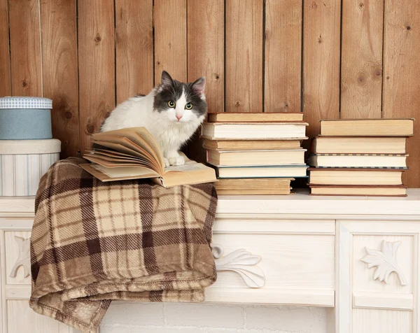 Cute cat sitting — Stock Photo, Image