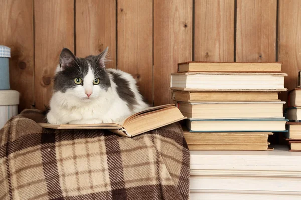 Niedliche Katze liegt mit Buch auf Plaid — Stockfoto