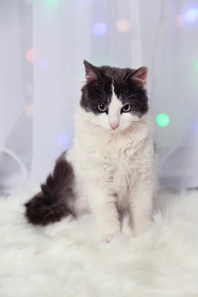 Oturma sevimli kedi — Stok fotoğraf