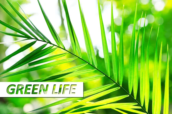 Feuilles de palmier en gros plan, concept vert vie — Photo