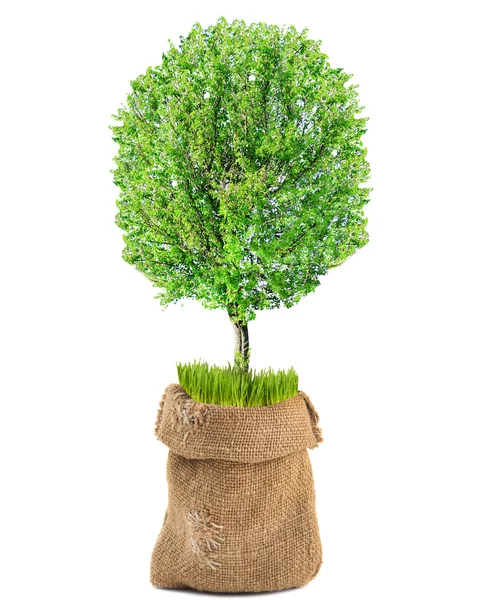 Groene boom in rouwgewaad zak geïsoleerd op wit — Stockfoto
