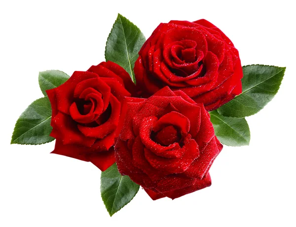 Bouquet di belle rose rosse isolate su bianco — Foto Stock