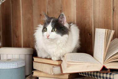 Şirin kedi kitaplar üzerinde oturan