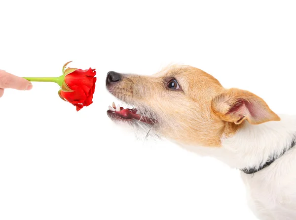 Rolig liten hund Jack Russell terrier med röd ros, isolerad på vit — Stockfoto