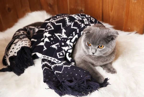 Прекрасная британская кошка, завернутая в клетку на меховом ковре на деревянном фоне — стоковое фото