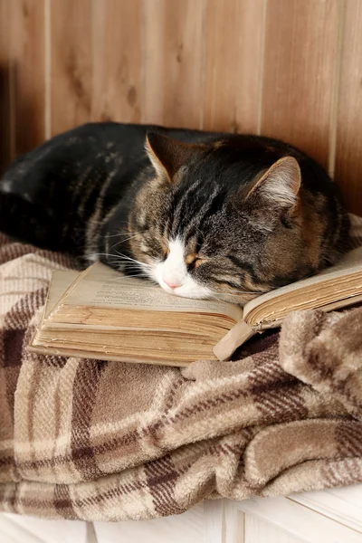 Roztomilý kočka ležící s knihou o kostkované — Stock fotografie